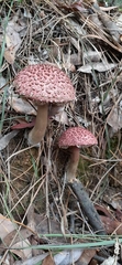 Boletellus deceptivus