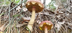 Boletellus deceptivus