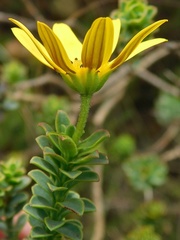 Osteospermum polygaloides