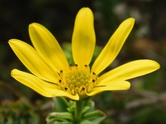Osteospermum polygaloides