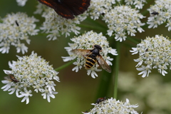 Sericomyia