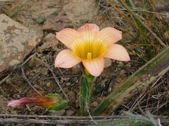 Romulea pilosa