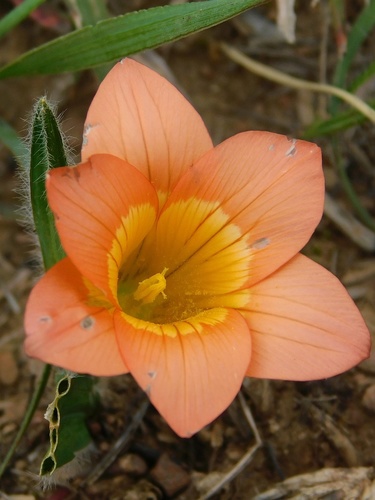Romulea pilosa
