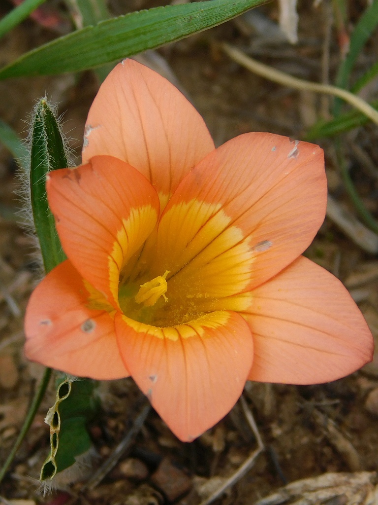 Romulea pilosa
