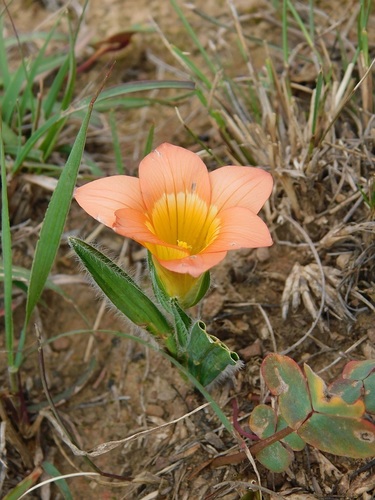 Romulea pilosa