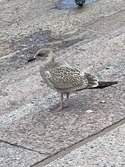 Larus argentatus
