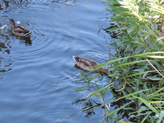 Anas platyrhynchos