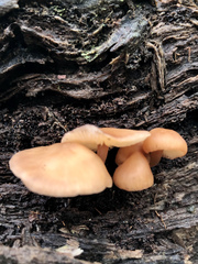 Collybia eucalyptorum