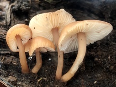Collybia eucalyptorum