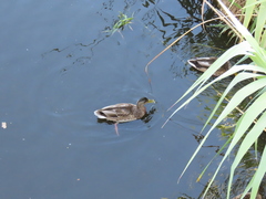 Anas platyrhynchos