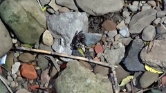 Pseudohelice subquadrata