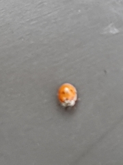 Adalia decempunctata