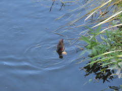 Gallinula chloropus