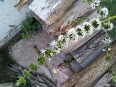 Mentha spicata