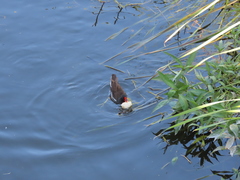Gallinula chloropus