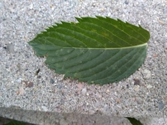 Mentha spicata