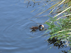 Gallinula chloropus