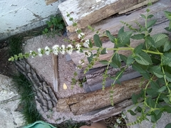 Mentha spicata