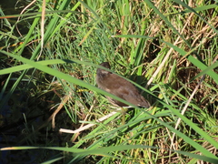 Gallinula chloropus