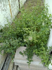 Mentha spicata