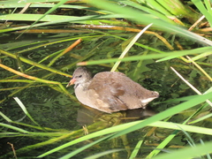 Gallinula chloropus