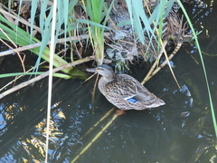 Anas platyrhynchos
