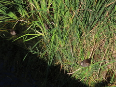 Gallinula chloropus
