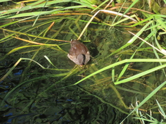 Gallinula chloropus