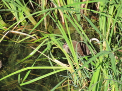 Gallinula chloropus