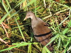 Gallinula chloropus
