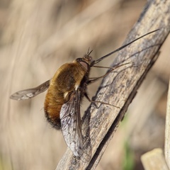 Bombylius discolor