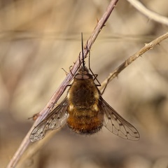 Bombylius discolor