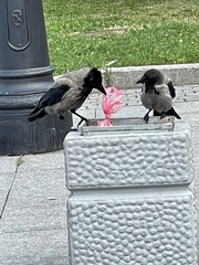 Corvus cornix