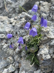 Campanula cochleariifolia