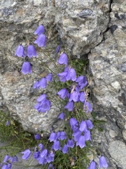Campanula cochleariifolia