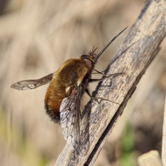 Bombylius discolor