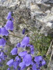 Campanula cochleariifolia