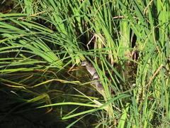 Gallinula chloropus