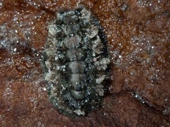 Acanthochitona garnoti