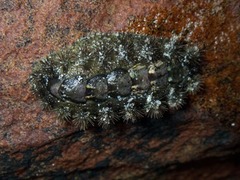 Acanthochitona garnoti