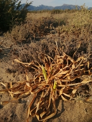 Pancratium maritimum