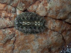 Acanthochitona garnoti