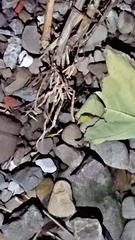 Pseudohelice subquadrata