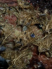 Choromytilus meridionalis