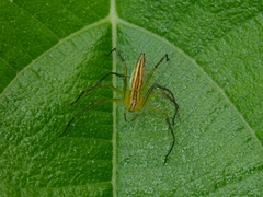 Oxyopes lineatipes