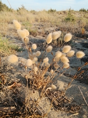 Lagurus ovatus
