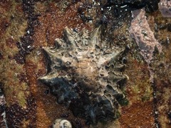 Scutellastra longicosta