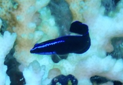 Pseudochromis springeri