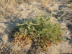 Seseli tortuosum