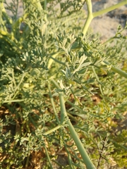 Seseli tortuosum